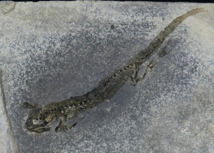 Permian Branchiosaur (Amphibian) Fossil - Extra Large #39117